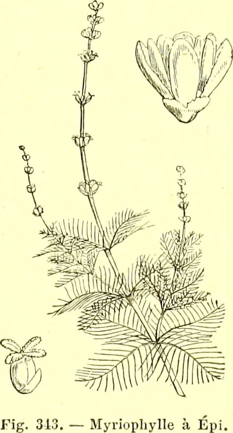 An illustration from Flore pittoresque de la France : anatomie, physiologie, classification, description des plantes indigènes et cultivées au point de vue de l'agriculture, de l'horticulture et de la sylviculture / publiée sous la direction de J. Rothschild., 1885, leaf 217