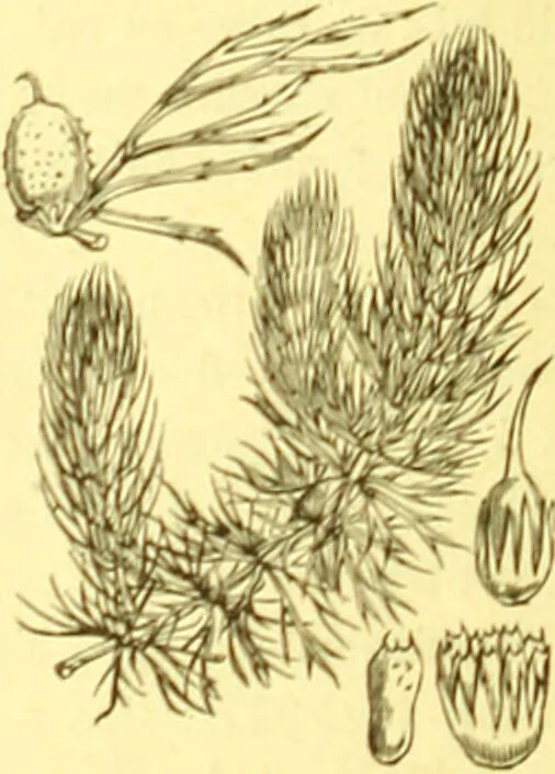 An illustration from Flore pittoresque de la France : anatomie, physiologie, classification, description des plantes indigènes et cultivées au point de vue de l'agriculture, de l'horticulture et de la sylviculture / publiée sous la direction de J. Rothschild., 1885, leaf 218