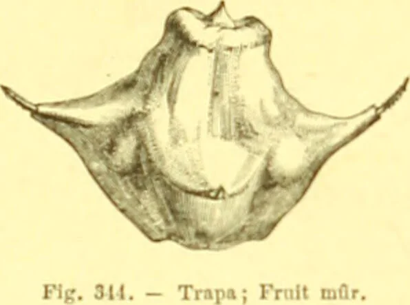 An illustration from Flore pittoresque de la France : anatomie, physiologie, classification, description des plantes indigènes et cultivées au point de vue de l'agriculture, de l'horticulture et de la sylviculture / publiée sous la direction de J. Rothschild., 1885, leaf 218