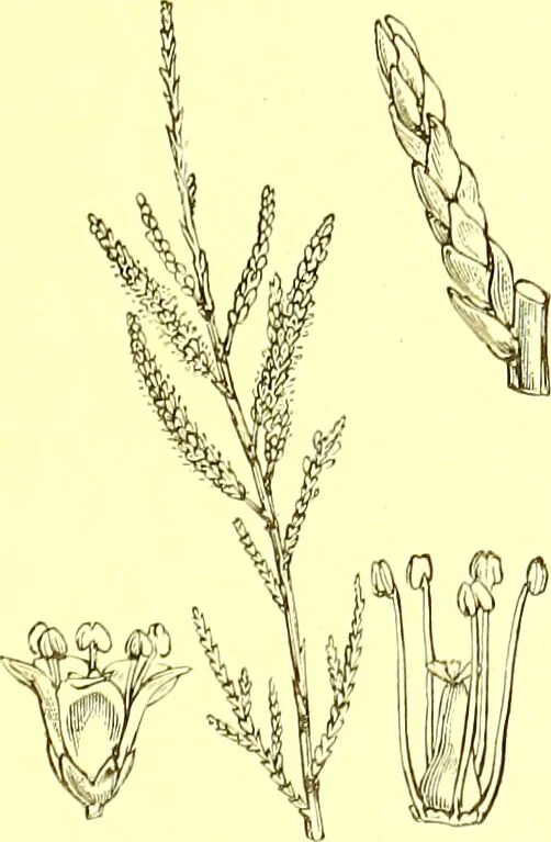 An illustration from Flore pittoresque de la France : anatomie, physiologie, classification, description des plantes indigènes et cultivées au point de vue de l'agriculture, de l'horticulture et de la sylviculture / publiée sous la direction de J. Rothschild., 1885, leaf 221
