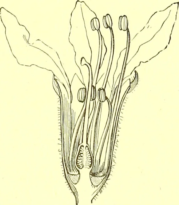 An illustration from Flore pittoresque de la France : anatomie, physiologie, classification, description des plantes indigènes et cultivées au point de vue de l'agriculture, de l'horticulture et de la sylviculture / publiée sous la direction de J. Rothschild., 1885, leaf 221