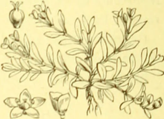 An illustration from Flore pittoresque de la France : anatomie, physiologie, classification, description des plantes indigènes et cultivées au point de vue de l'agriculture, de l'horticulture et de la sylviculture / publiée sous la direction de J. Rothschild., 1885, leaf 222