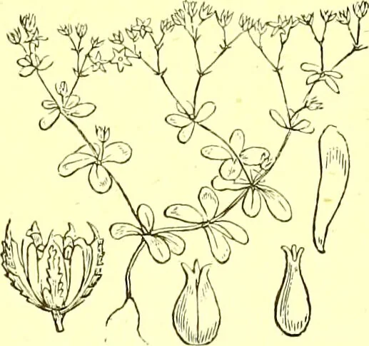 An illustration from Flore pittoresque de la France : anatomie, physiologie, classification, description des plantes indigènes et cultivées au point de vue de l'agriculture, de l'horticulture et de la sylviculture / publiée sous la direction de J. Rothschild., 1885, leaf 225