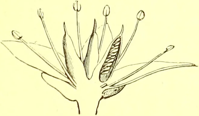 An illustration from Flore pittoresque de la France : anatomie, physiologie, classification, description des plantes indigènes et cultivées au point de vue de l'agriculture, de l'horticulture et de la sylviculture / publiée sous la direction de J. Rothschild., 1885, leaf 225