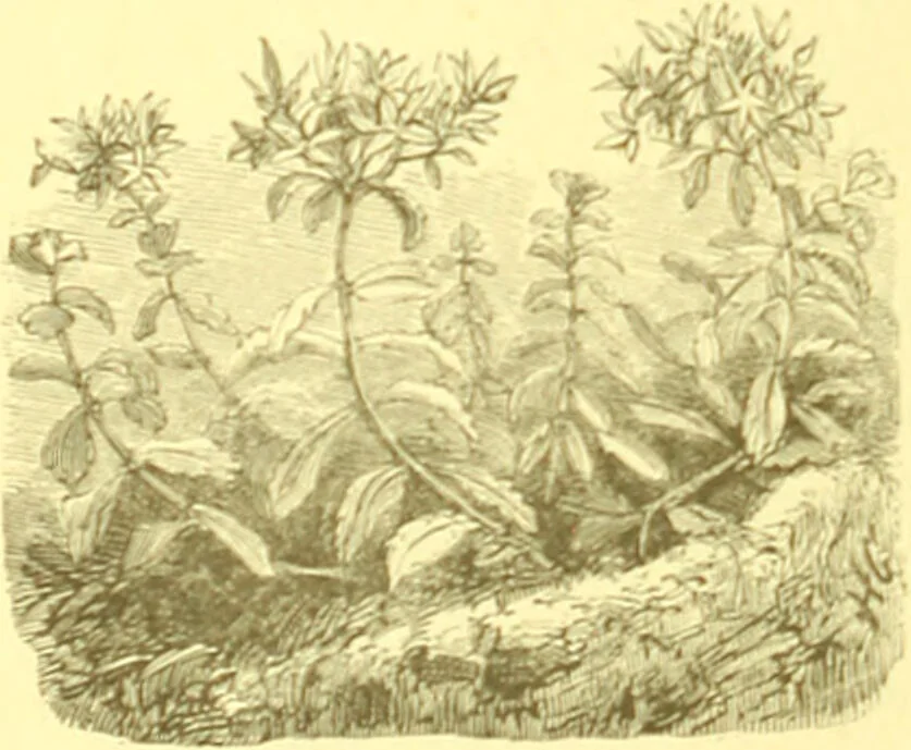 An illustration from Flore pittoresque de la France : anatomie, physiologie, classification, description des plantes indigènes et cultivées au point de vue de l'agriculture, de l'horticulture et de la sylviculture / publiée sous la direction de J. Rothschild., 1885, leaf 226
