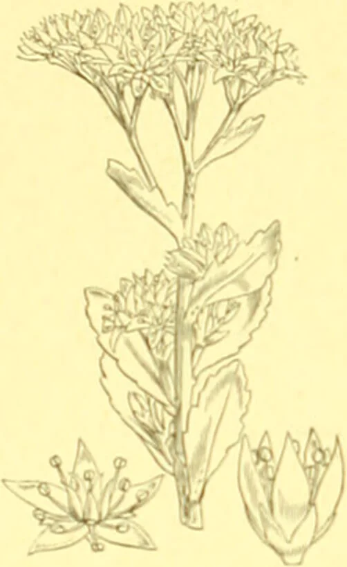 An illustration from Flore pittoresque de la France : anatomie, physiologie, classification, description des plantes indigènes et cultivées au point de vue de l'agriculture, de l'horticulture et de la sylviculture / publiée sous la direction de J. Rothschild., 1885, leaf 226