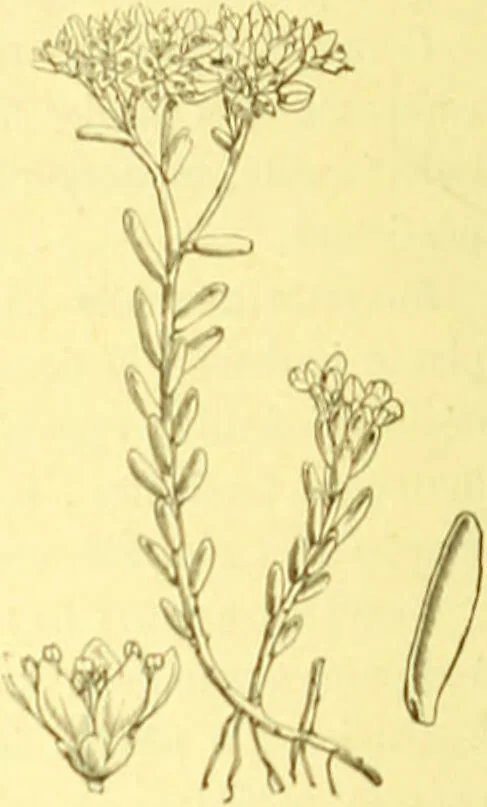 An illustration from Flore pittoresque de la France : anatomie, physiologie, classification, description des plantes indigènes et cultivées au point de vue de l'agriculture, de l'horticulture et de la sylviculture / publiée sous la direction de J. Rothschild., 1885, leaf 226