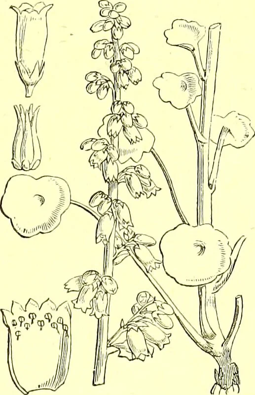 An illustration from Flore pittoresque de la France : anatomie, physiologie, classification, description des plantes indigènes et cultivées au point de vue de l'agriculture, de l'horticulture et de la sylviculture / publiée sous la direction de J. Rothschild., 1885, leaf 229
