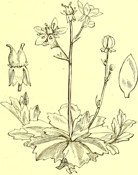 An illustration from Flore pittoresque de la France : anatomie, physiologie, classification, description des plantes indigènes et cultivées au point de vue de l'agriculture, de l'horticulture et de la sylviculture / publiée sous la direction de J. Rothschild., 1885, leaf 229