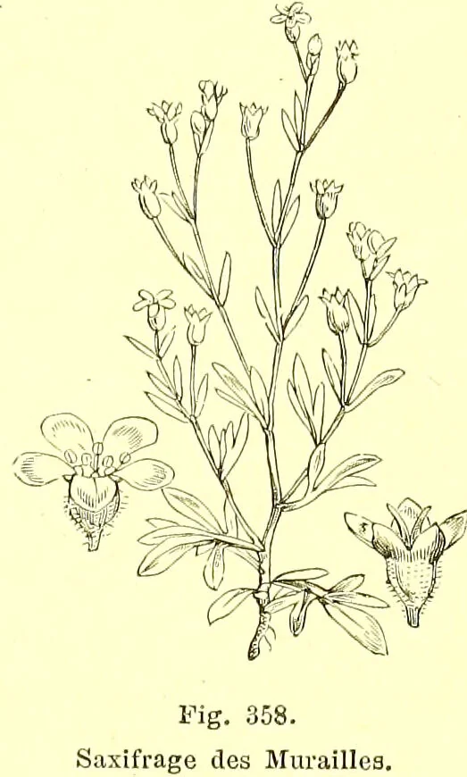 An illustration from Flore pittoresque de la France : anatomie, physiologie, classification, description des plantes indigènes et cultivées au point de vue de l'agriculture, de l'horticulture et de la sylviculture / publiée sous la direction de J. Rothschild., 1885, leaf 229
