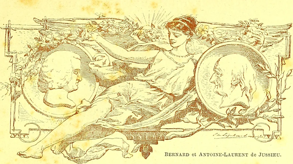 An illustration from Flore pittoresque de la France : anatomie, physiologie, classification, description des plantes indigènes et cultivées au point de vue de l'agriculture, de l'horticulture et de la sylviculture / publiée sous la direction de J. Rothschild., 1885, leaf 23
