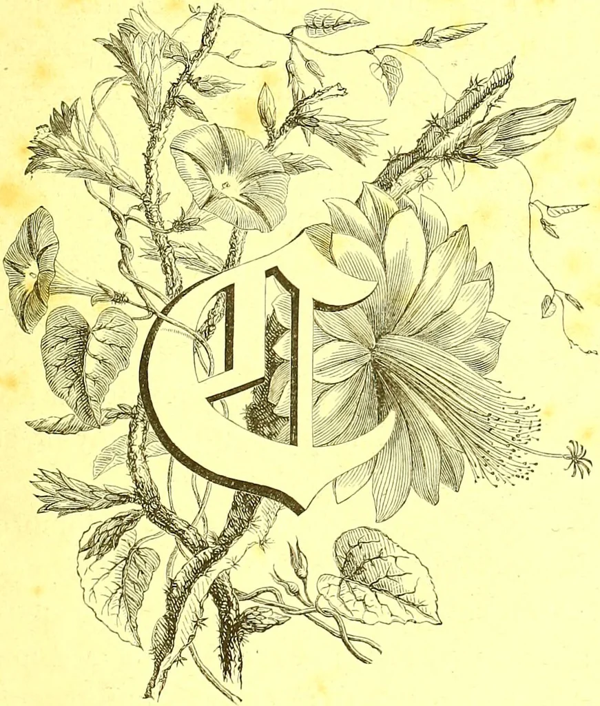 An illustration from Flore pittoresque de la France : anatomie, physiologie, classification, description des plantes indigènes et cultivées au point de vue de l'agriculture, de l'horticulture et de la sylviculture / publiée sous la direction de J. Rothschild., 1885, leaf 23