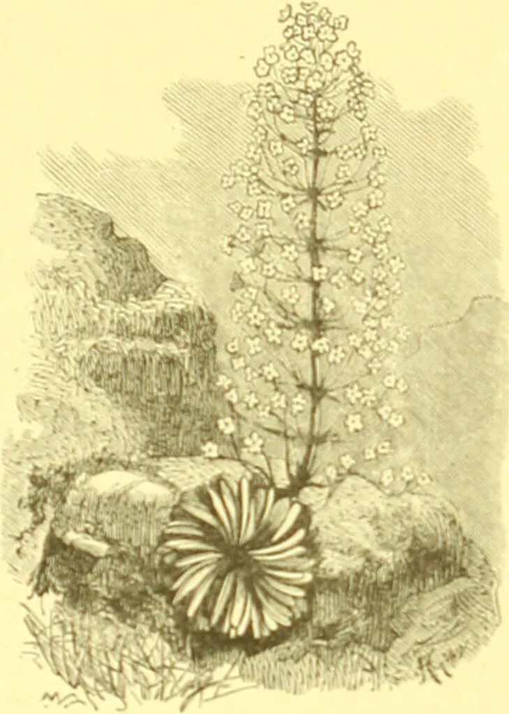 An illustration from Flore pittoresque de la France : anatomie, physiologie, classification, description des plantes indigènes et cultivées au point de vue de l'agriculture, de l'horticulture et de la sylviculture / publiée sous la direction de J. Rothschild., 1885, leaf 230