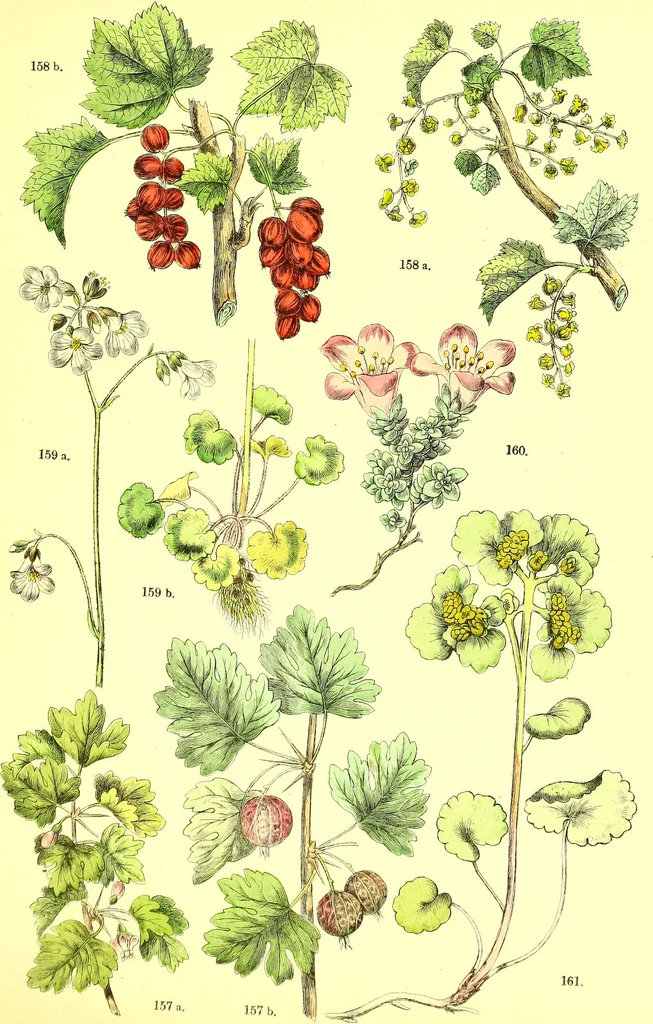An illustration from Flore pittoresque de la France : anatomie, physiologie, classification, description des plantes indigènes et cultivées au point de vue de l'agriculture, de l'horticulture et de la sylviculture / publiée sous la direction de J. Rothschild., 1885, leaf 231