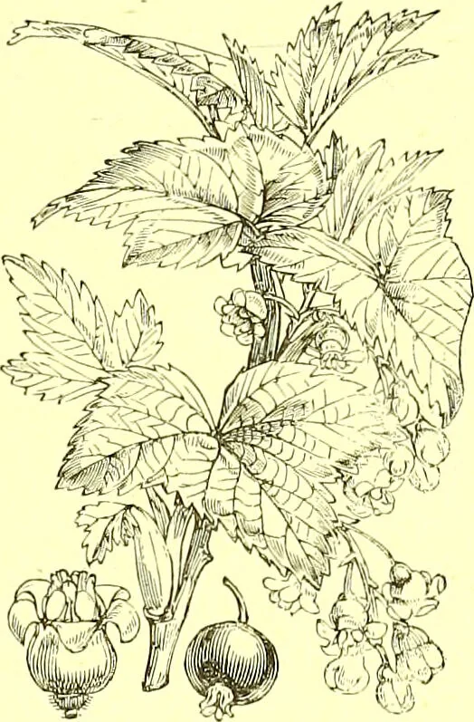 An illustration from Flore pittoresque de la France : anatomie, physiologie, classification, description des plantes indigènes et cultivées au point de vue de l'agriculture, de l'horticulture et de la sylviculture / publiée sous la direction de J. Rothschild., 1885, leaf 233