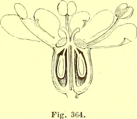 An illustration from Flore pittoresque de la France : anatomie, physiologie, classification, description des plantes indigènes et cultivées au point de vue de l'agriculture, de l'horticulture et de la sylviculture / publiée sous la direction de J. Rothschild., 1885, leaf 233