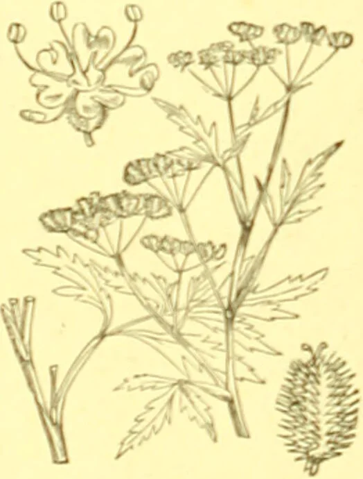 An illustration from Flore pittoresque de la France : anatomie, physiologie, classification, description des plantes indigènes et cultivées au point de vue de l'agriculture, de l'horticulture et de la sylviculture / publiée sous la direction de J. Rothschild., 1885, leaf 234