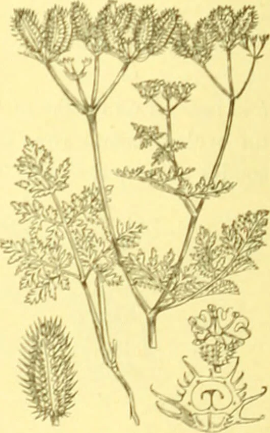 An illustration from Flore pittoresque de la France : anatomie, physiologie, classification, description des plantes indigènes et cultivées au point de vue de l'agriculture, de l'horticulture et de la sylviculture / publiée sous la direction de J. Rothschild., 1885, leaf 234