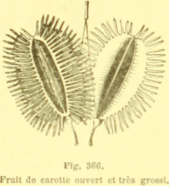 An illustration from Flore pittoresque de la France : anatomie, physiologie, classification, description des plantes indigènes et cultivées au point de vue de l'agriculture, de l'horticulture et de la sylviculture / publiée sous la direction de J. Rothschild., 1885, leaf 234