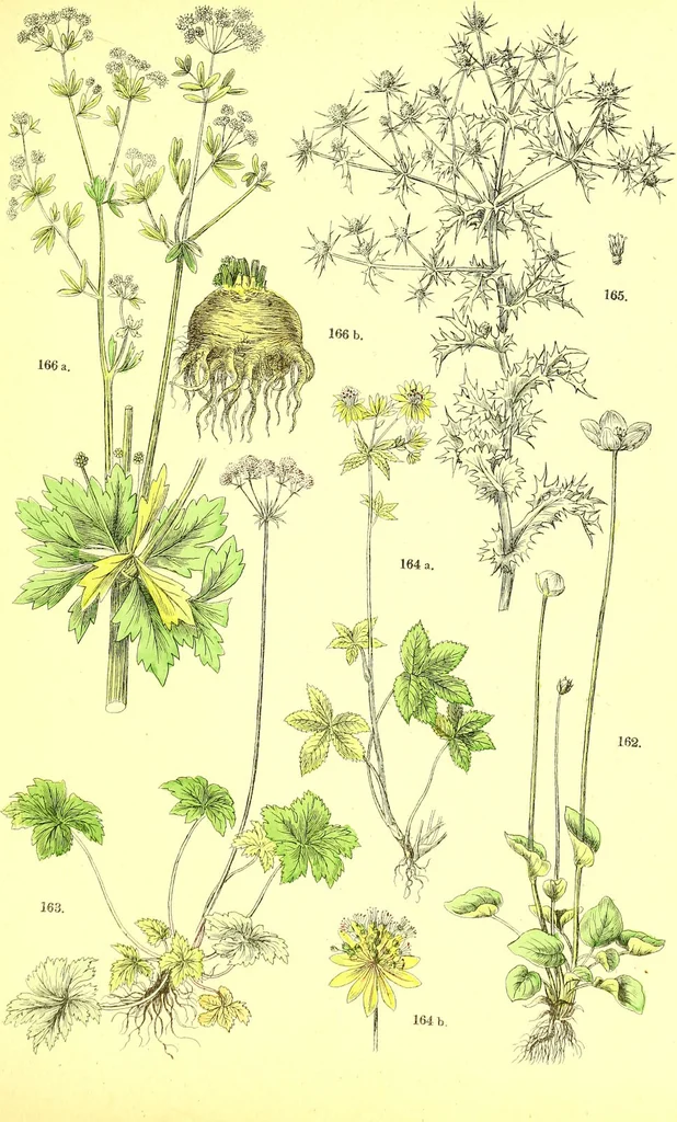 An illustration from Flore pittoresque de la France : anatomie, physiologie, classification, description des plantes indigènes et cultivées au point de vue de l'agriculture, de l'horticulture et de la sylviculture / publiée sous la direction de J. Rothschild., 1885, leaf 235