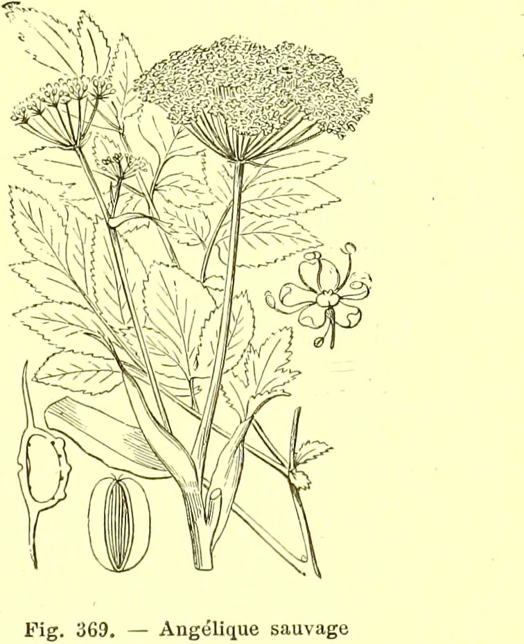 An illustration from Flore pittoresque de la France : anatomie, physiologie, classification, description des plantes indigènes et cultivées au point de vue de l'agriculture, de l'horticulture et de la sylviculture / publiée sous la direction de J. Rothschild., 1885, leaf 237