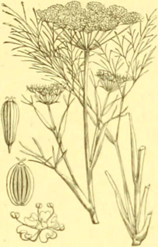 An illustration from Flore pittoresque de la France : anatomie, physiologie, classification, description des plantes indigènes et cultivées au point de vue de l'agriculture, de l'horticulture et de la sylviculture / publiée sous la direction de J. Rothschild., 1885, leaf 238