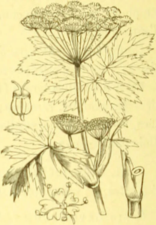 An illustration from Flore pittoresque de la France : anatomie, physiologie, classification, description des plantes indigènes et cultivées au point de vue de l'agriculture, de l'horticulture et de la sylviculture / publiée sous la direction de J. Rothschild., 1885, leaf 238