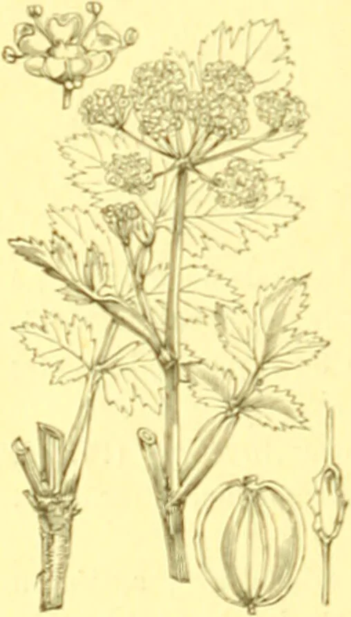 An illustration from Flore pittoresque de la France : anatomie, physiologie, classification, description des plantes indigènes et cultivées au point de vue de l'agriculture, de l'horticulture et de la sylviculture / publiée sous la direction de J. Rothschild., 1885, leaf 238