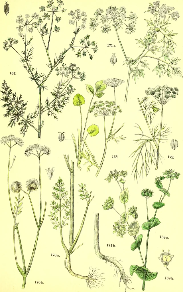 An illustration from Flore pittoresque de la France : anatomie, physiologie, classification, description des plantes indigènes et cultivées au point de vue de l'agriculture, de l'horticulture et de la sylviculture / publiée sous la direction de J. Rothschild., 1885, leaf 239