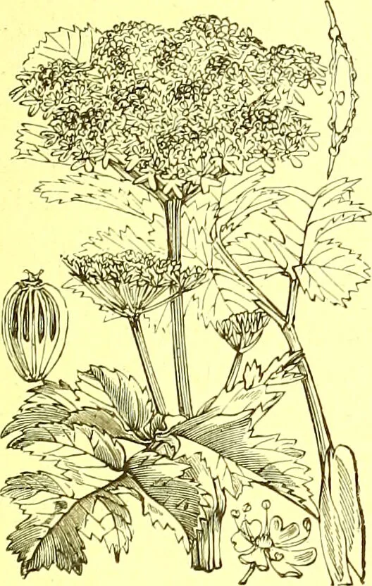 An illustration from Flore pittoresque de la France : anatomie, physiologie, classification, description des plantes indigènes et cultivées au point de vue de l'agriculture, de l'horticulture et de la sylviculture / publiée sous la direction de J. Rothschild., 1885, leaf 241