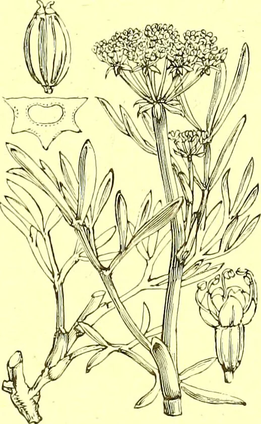 An illustration from Flore pittoresque de la France : anatomie, physiologie, classification, description des plantes indigènes et cultivées au point de vue de l'agriculture, de l'horticulture et de la sylviculture / publiée sous la direction de J. Rothschild., 1885, leaf 241