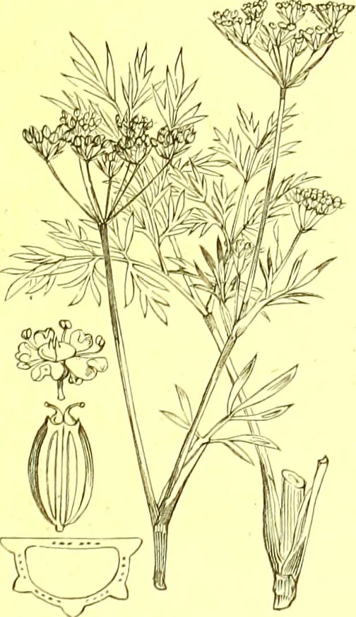 An illustration from Flore pittoresque de la France : anatomie, physiologie, classification, description des plantes indigènes et cultivées au point de vue de l'agriculture, de l'horticulture et de la sylviculture / publiée sous la direction de J. Rothschild., 1885, leaf 241