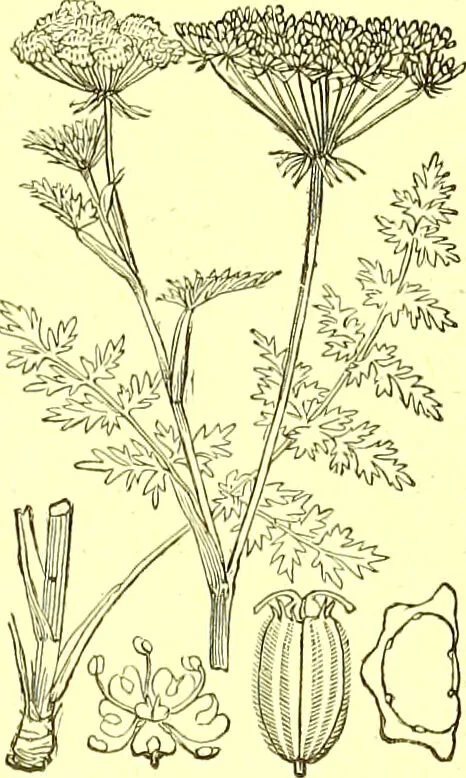 An illustration from Flore pittoresque de la France : anatomie, physiologie, classification, description des plantes indigènes et cultivées au point de vue de l'agriculture, de l'horticulture et de la sylviculture / publiée sous la direction de J. Rothschild., 1885, leaf 241
