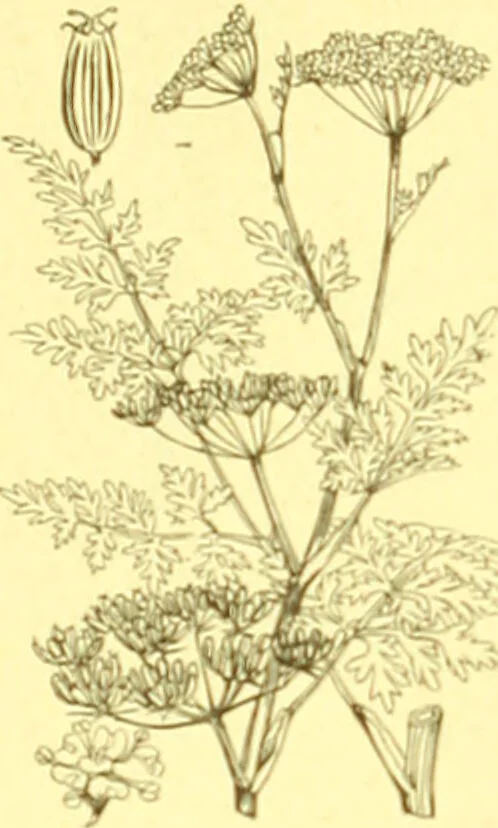 An illustration from Flore pittoresque de la France : anatomie, physiologie, classification, description des plantes indigènes et cultivées au point de vue de l'agriculture, de l'horticulture et de la sylviculture / publiée sous la direction de J. Rothschild., 1885, leaf 242