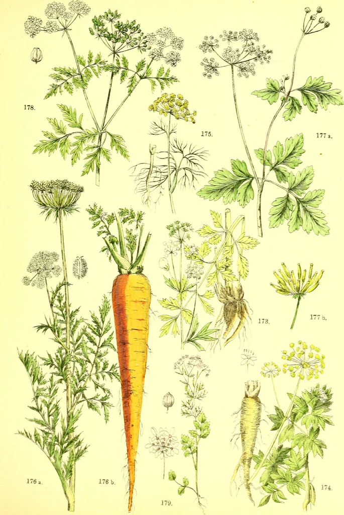 An illustration from Flore pittoresque de la France : anatomie, physiologie, classification, description des plantes indigènes et cultivées au point de vue de l'agriculture, de l'horticulture et de la sylviculture / publiée sous la direction de J. Rothschild., 1885, leaf 243