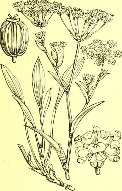 An illustration from Flore pittoresque de la France : anatomie, physiologie, classification, description des plantes indigènes et cultivées au point de vue de l'agriculture, de l'horticulture et de la sylviculture / publiée sous la direction de J. Rothschild., 1885, leaf 245