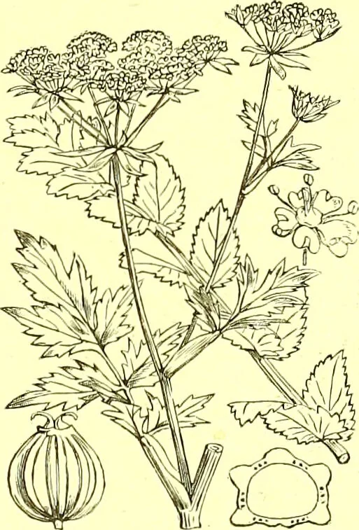 An illustration from Flore pittoresque de la France : anatomie, physiologie, classification, description des plantes indigènes et cultivées au point de vue de l'agriculture, de l'horticulture et de la sylviculture / publiée sous la direction de J. Rothschild., 1885, leaf 245