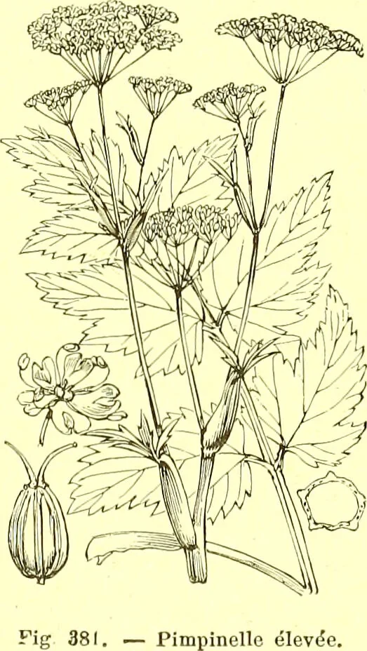 An illustration from Flore pittoresque de la France : anatomie, physiologie, classification, description des plantes indigènes et cultivées au point de vue de l'agriculture, de l'horticulture et de la sylviculture / publiée sous la direction de J. Rothschild., 1885, leaf 245