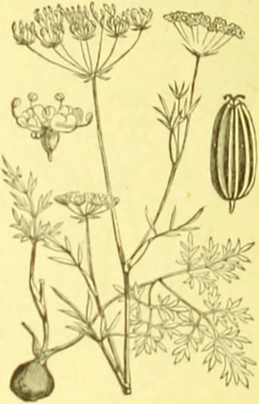 An illustration from Flore pittoresque de la France : anatomie, physiologie, classification, description des plantes indigènes et cultivées au point de vue de l'agriculture, de l'horticulture et de la sylviculture / publiée sous la direction de J. Rothschild., 1885, leaf 246