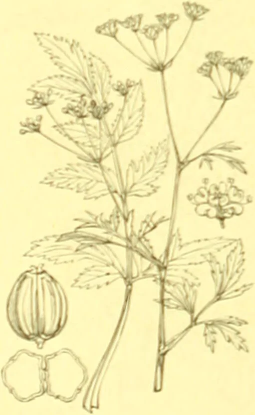 An illustration from Flore pittoresque de la France : anatomie, physiologie, classification, description des plantes indigènes et cultivées au point de vue de l'agriculture, de l'horticulture et de la sylviculture / publiée sous la direction de J. Rothschild., 1885, leaf 246