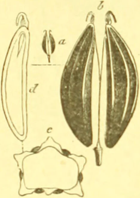 An illustration from Flore pittoresque de la France : anatomie, physiologie, classification, description des plantes indigènes et cultivées au point de vue de l'agriculture, de l'horticulture et de la sylviculture / publiée sous la direction de J. Rothschild., 1885, leaf 246