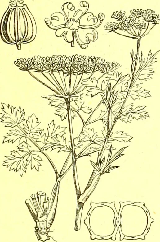 An illustration from Flore pittoresque de la France : anatomie, physiologie, classification, description des plantes indigènes et cultivées au point de vue de l'agriculture, de l'horticulture et de la sylviculture / publiée sous la direction de J. Rothschild., 1885, leaf 247