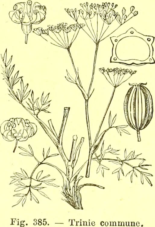 An illustration from Flore pittoresque de la France : anatomie, physiologie, classification, description des plantes indigènes et cultivées au point de vue de l'agriculture, de l'horticulture et de la sylviculture / publiée sous la direction de J. Rothschild., 1885, leaf 247