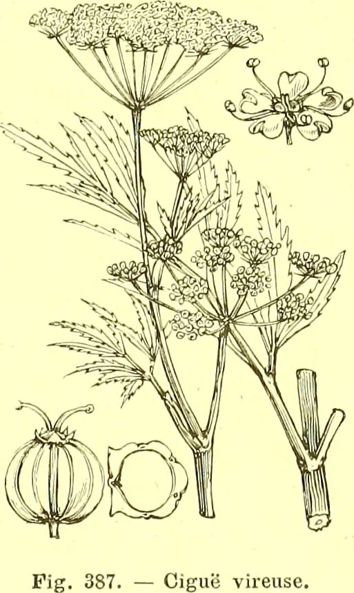 An illustration from Flore pittoresque de la France : anatomie, physiologie, classification, description des plantes indigènes et cultivées au point de vue de l'agriculture, de l'horticulture et de la sylviculture / publiée sous la direction de J. Rothschild., 1885, leaf 247