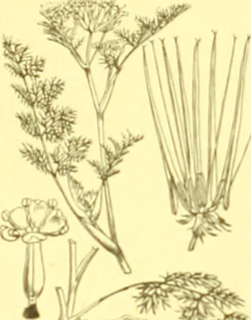 An illustration from Flore pittoresque de la France : anatomie, physiologie, classification, description des plantes indigènes et cultivées au point de vue de l'agriculture, de l'horticulture et de la sylviculture / publiée sous la direction de J. Rothschild., 1885, leaf 248