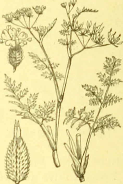An illustration from Flore pittoresque de la France : anatomie, physiologie, classification, description des plantes indigènes et cultivées au point de vue de l'agriculture, de l'horticulture et de la sylviculture / publiée sous la direction de J. Rothschild., 1885, leaf 248