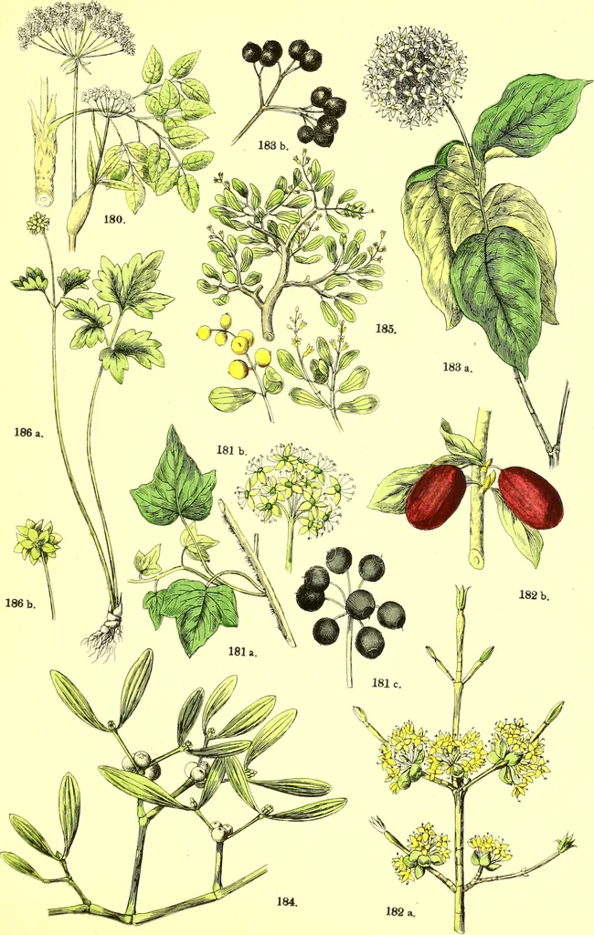 An illustration from Flore pittoresque de la France : anatomie, physiologie, classification, description des plantes indigènes et cultivées au point de vue de l'agriculture, de l'horticulture et de la sylviculture / publiée sous la direction de J. Rothschild., 1885, leaf 249