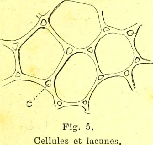 An illustration from Flore pittoresque de la France : anatomie, physiologie, classification, description des plantes indigènes et cultivées au point de vue de l'agriculture, de l'horticulture et de la sylviculture / publiée sous la direction de J. Rothschild., 1885, leaf 25