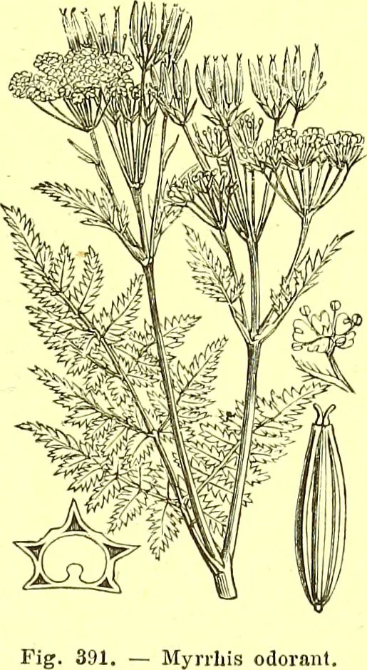 An illustration from Flore pittoresque de la France : anatomie, physiologie, classification, description des plantes indigènes et cultivées au point de vue de l'agriculture, de l'horticulture et de la sylviculture / publiée sous la direction de J. Rothschild., 1885, leaf 251