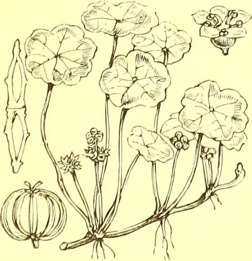 An illustration from Flore pittoresque de la France : anatomie, physiologie, classification, description des plantes indigènes et cultivées au point de vue de l'agriculture, de l'horticulture et de la sylviculture / publiée sous la direction de J. Rothschild., 1885, leaf 251